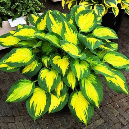 Funkia Hosta unikatowa Forbidden Fruit 1 szt