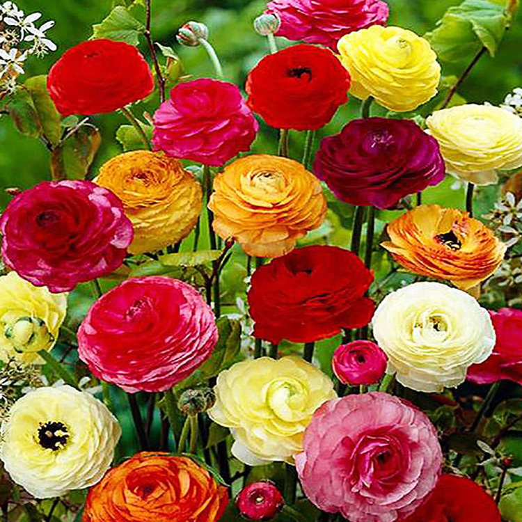 Jaskier Ranunculus Mix 5 szt