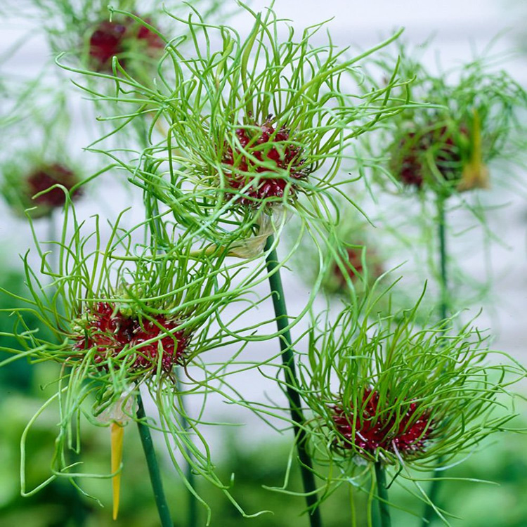 Czosnek (Allium) Hair 5 szt.