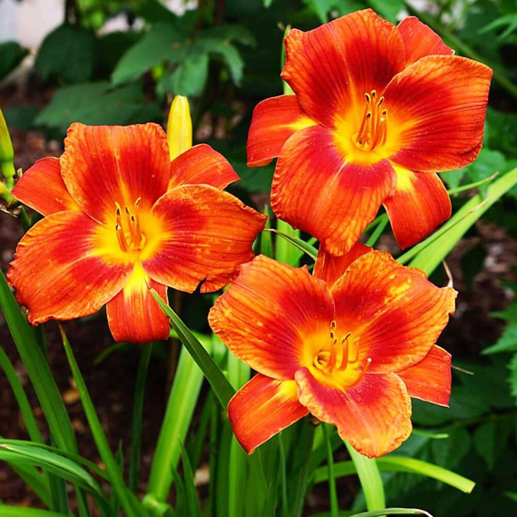 Liliowiec Hemerocallis Holiday Delight 1 szt