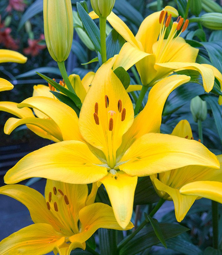 Lilia azjatycka Yellow County 1 szt