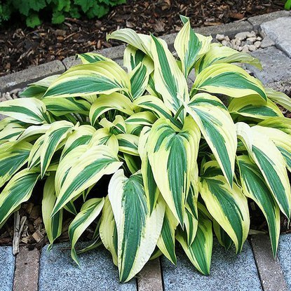 Funkia Hosta Lakeside Dragonfly 1 szt