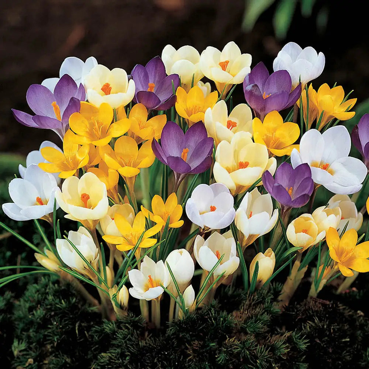 Krokus (Crocus) Wiosenny mix 10 szt.