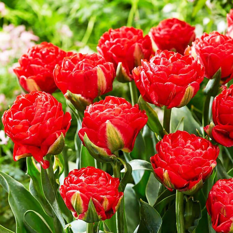 Tulipan pełny Bombastic Red 5 szt.