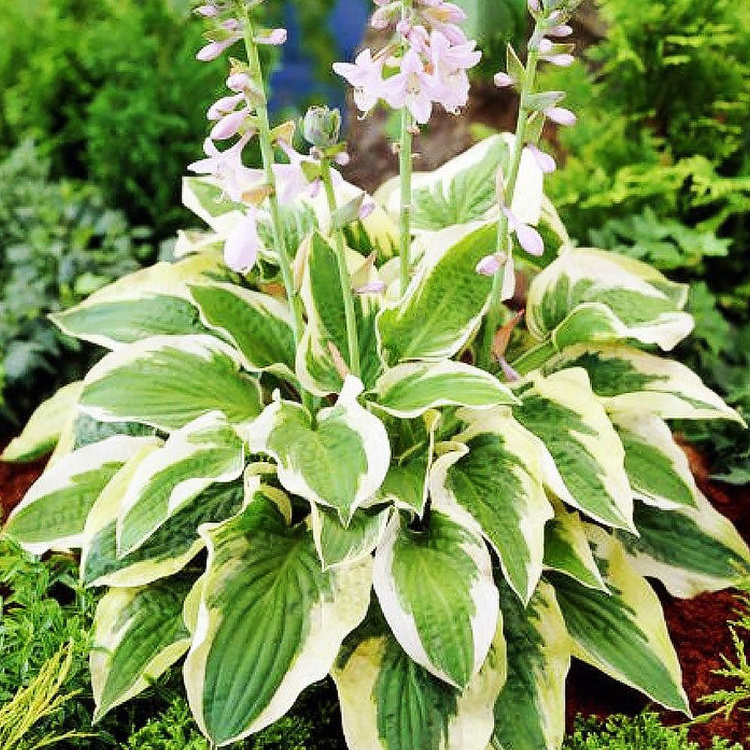 Funkia Hosta Mama Mia 1 szt