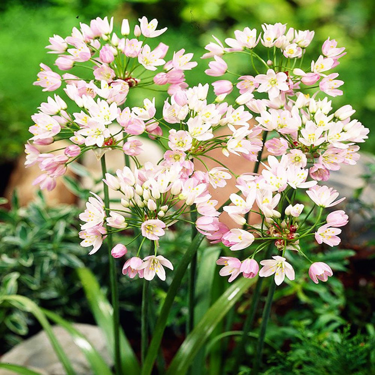 Czosnek Allium Roseum 20 szt