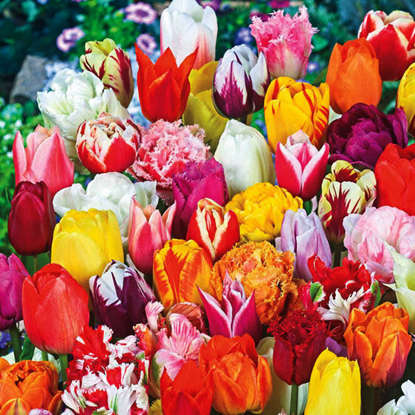 Tulipan MEGAMIX 25 szt. ze wszystkich odmian