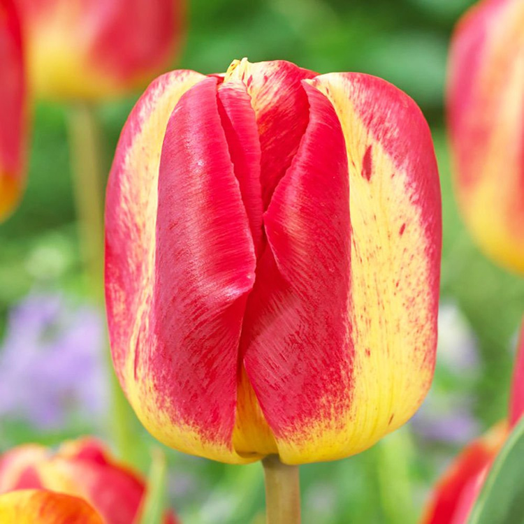 Tulipan triumph Colour Mistic 5 szt.