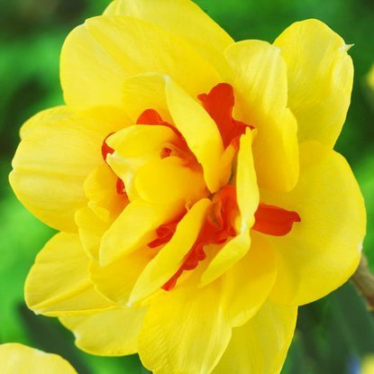 Narcyz (Narcissus) Tahiti 5 szt.