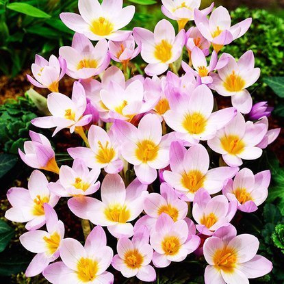 Krokus (Crocus) Firefly 10 szt.