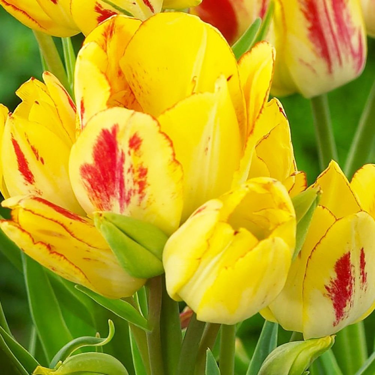 Tulipan wielokwiatowy Sunshine Club 5 szt.