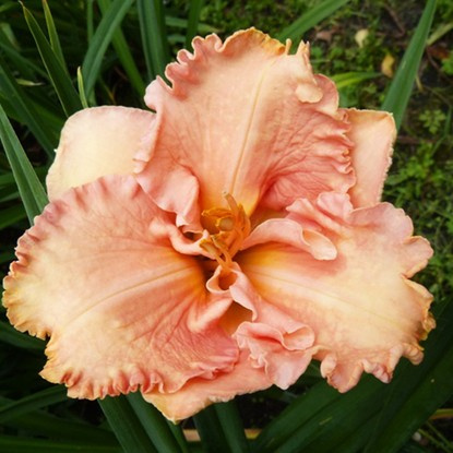 Liliowiec Hemerocallis Elizabeth Salter 1 szt