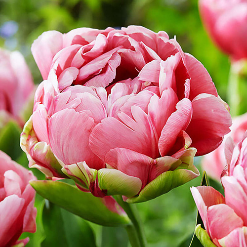 Tulipan pełny wczesny Wedding Gift 5 szt.