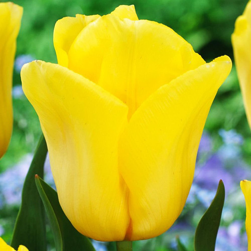 Tulipan (Tulipa) Strong Gold 50 szt.