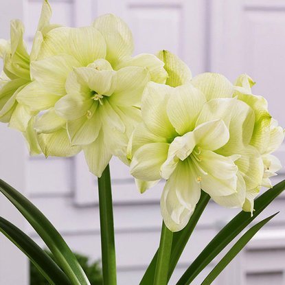 Amarylis Hippeastrum Marylin 1 szt