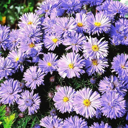 Aster Lady in Blue 1 szt