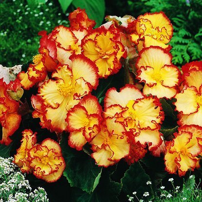 Begonia dwukolorowa Crispa Marginata Żółta 1 szt