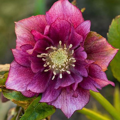 Ciemiernik Helleborus Double Ellen Red 1 szt