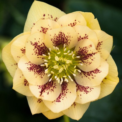 Ciemiernik Helleborus Double Ellen Yellow Spotted 1 szt