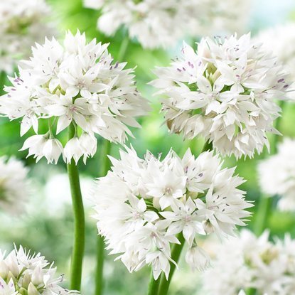 Czosnek (Allium) Gracefull Beauty 3 szt.