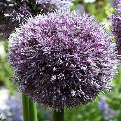 Czosnek (Allium) Round and Purple 1 szt. XXL