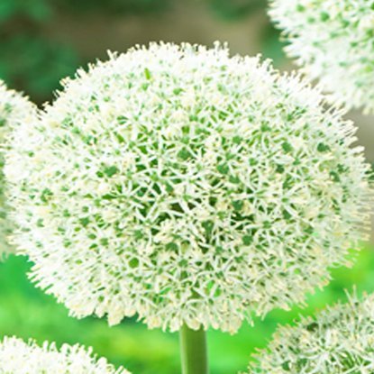 Czosnek (Allium) White Giant 1 szt.