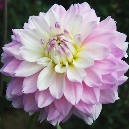 Dalia (Dahlia) Who Me 1 szt.