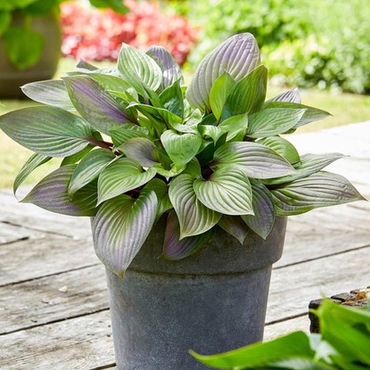 Funkia (Hosta) First Blush 1 szt