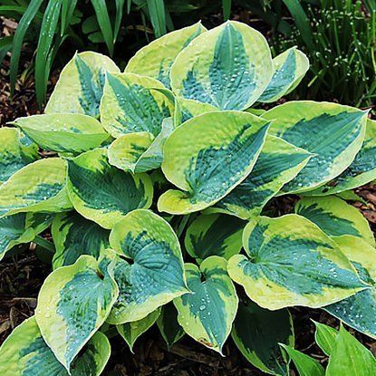 Funkia Hosta Tootie Mae 1 szt