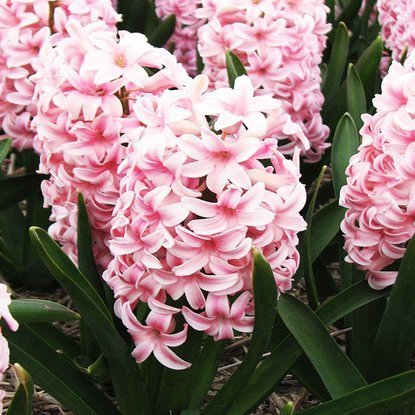 Hiacynt (Hyacinthus) Dynasty 3 szt.