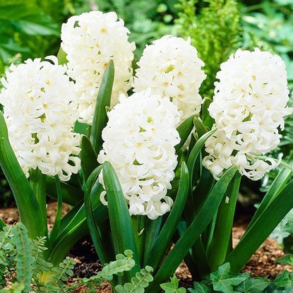 Hiacynt (Hyacinthus) Top White 3 szt.