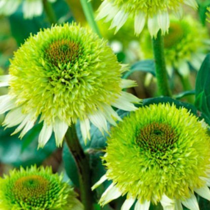 Jeżówka Echinacea Greenline 1 szt