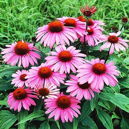 Jeżówka Echinacea Magnus 1 szt