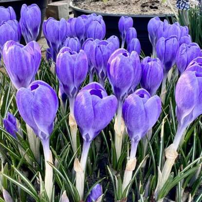 Krokus (Crocus) Hummingbird 10 szt.