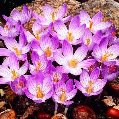 Krokus jesienny (Crocus fall) Speciosus Conqueror 10 szt.