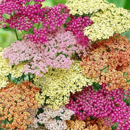 Krwawnik Achillea Mix 1 szt