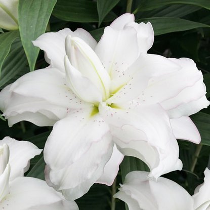 Lilia orientalna pełna Lotus Beauty 1 szt