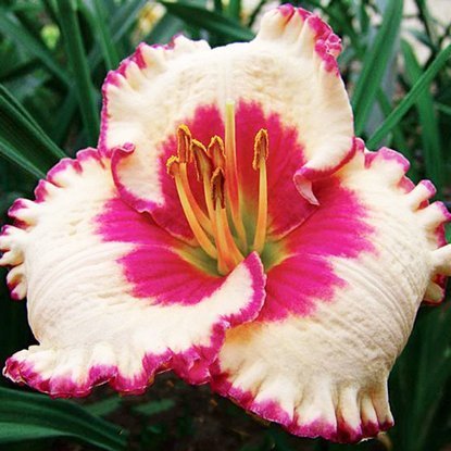 Liliowiec Hemerocallis Ageless Beauty 1 szt