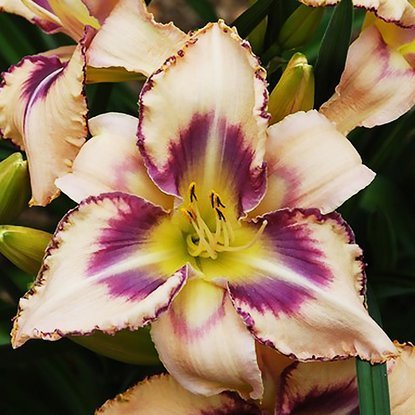 Liliowiec Hemerocallis Destined to See 1 szt