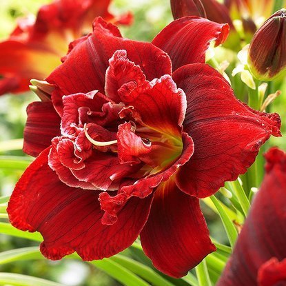 Liliowiec Hemerocallis Highland Lord 1 szt