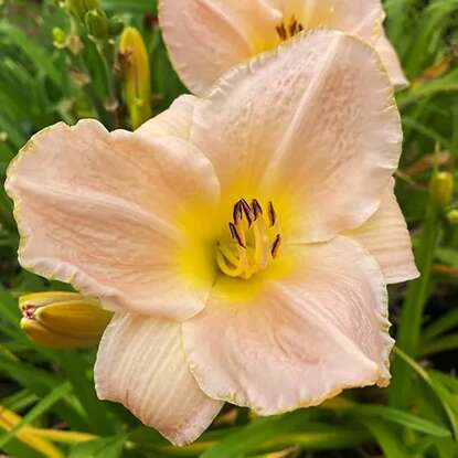 Liliowiec Hemerocallis Ming Porcelain 1 szt