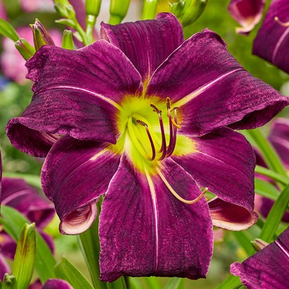 Liliowiec Hemerocallis Paint it Black 1 szt