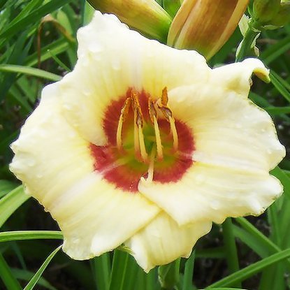 Liliowiec Hemerocallis Pandorra s Box 1 szt