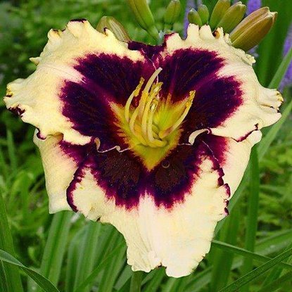 Liliowiec Hemerocallis Sabine Baur 1 szt