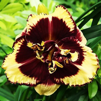 Liliowiec Hemerocallis Tiger Blood 1 szt