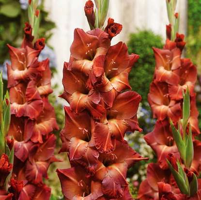 Mieczyk Gladiolus Indian Summer 5 szt
