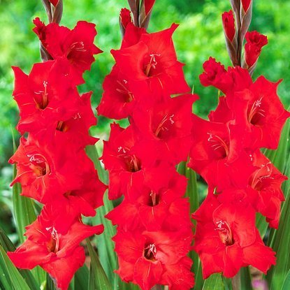 Mieczyk Gladiolus Tani Czerwony 5 szt
