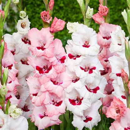 Mieczyk Gladiolus Wine and Roses 5 szt