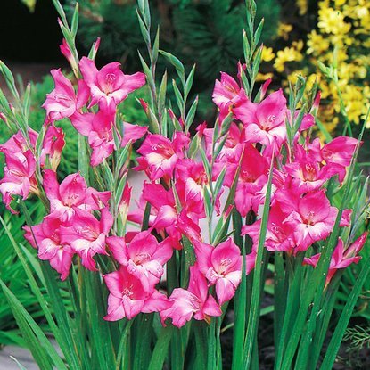 Mieczyk karłowaty Gladiolus Charm 5 szt