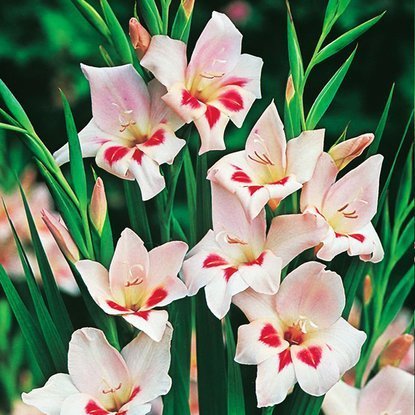 Mieczyk karłowaty Gladiolus Elvira 5 szt